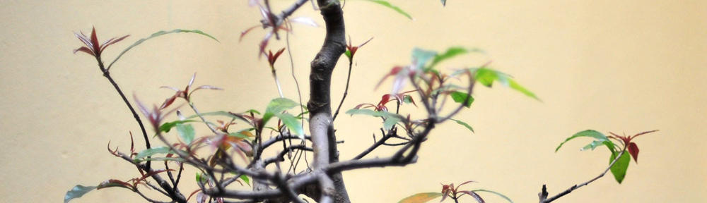 DinosCar – Μεταχειρισμένα